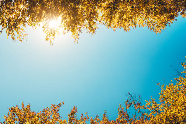 istock Golden Autumn Foliage 981820096