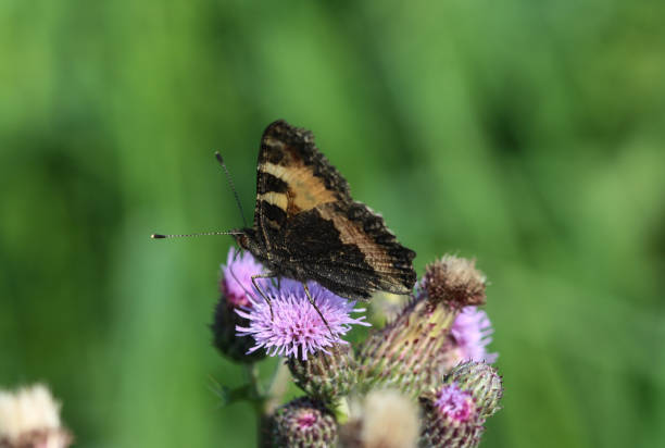 istock small tortoiseshell butterfly (Aglais urticae) sitting and feeding nectar from creeping thistle flower 981827756