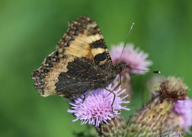 istock small tortoiseshell butterfly (Aglais urticae) sitting and feeding nectar from creeping thistle flower 981827794
