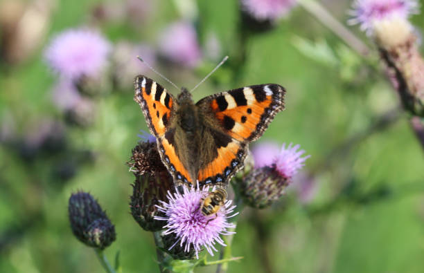 istock small tortoiseshell butterfly (Aglais urticae) sitting and feeding nectar from creeping thistle flower 981827834