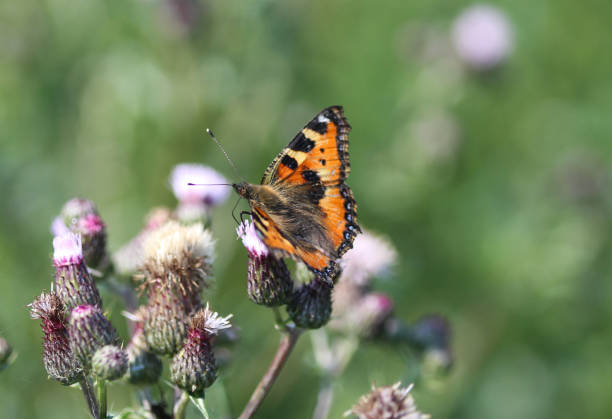 istock small tortoiseshell butterfly (Aglais urticae) sitting and feeding nectar from creeping thistle flower 981828012