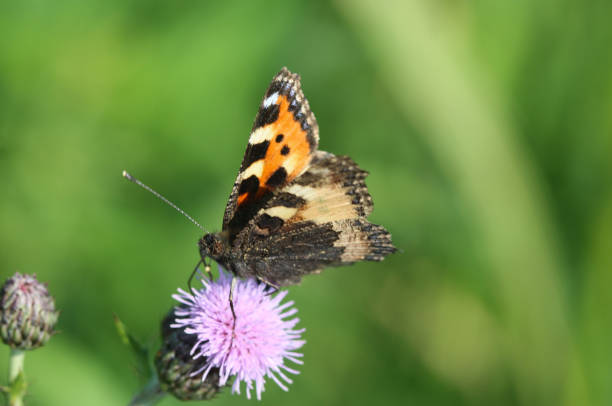 istock small tortoiseshell butterfly (Aglais urticae) sitting and feeding nectar from creeping thistle flower 981828070
