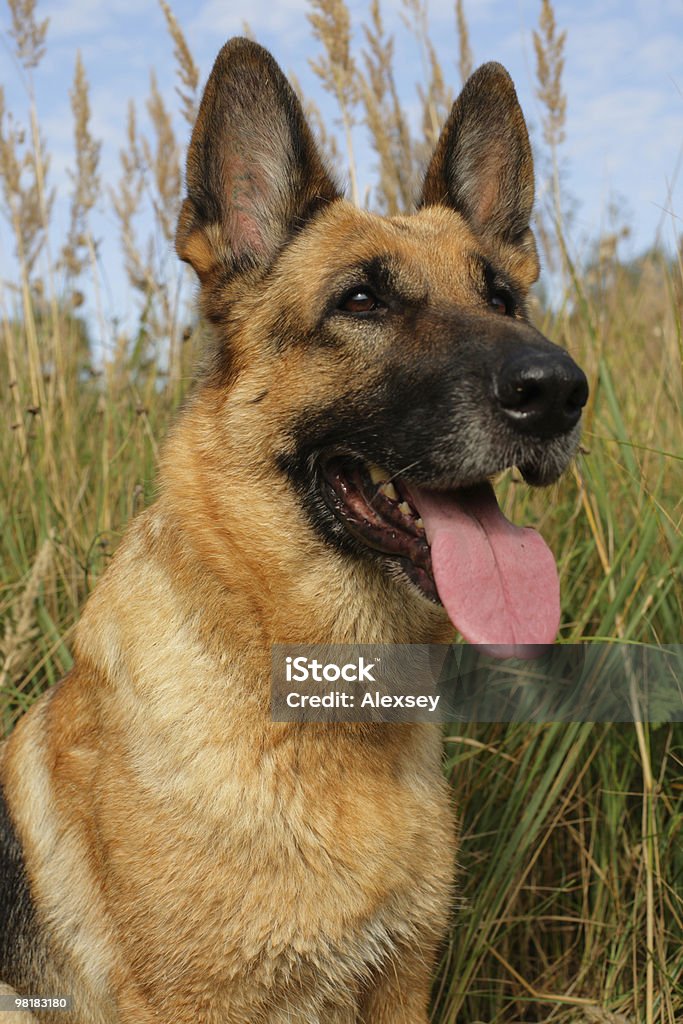 Portrait  Alertness Stock Photo