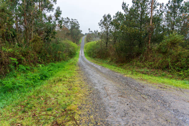 istock Galician landscape with trees and green fields in Spain, on a rainy day in spring 981836758