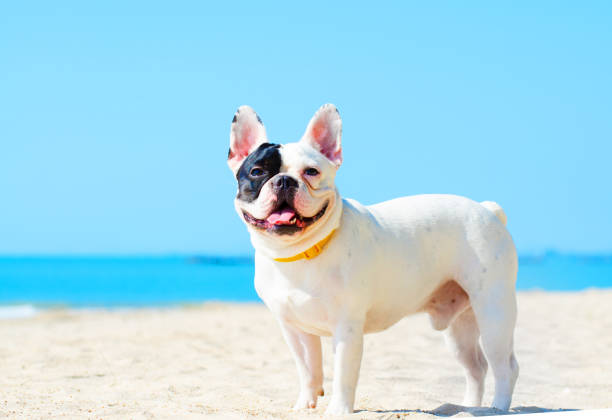 istock french bulldog stand on the sand beach 981837262