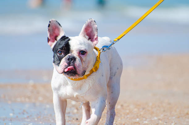istock Dog French Bulldog 981837608