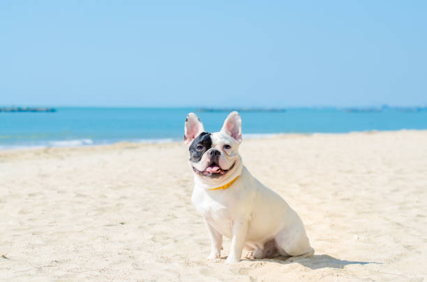 istock Dog French Bulldog 981837628
