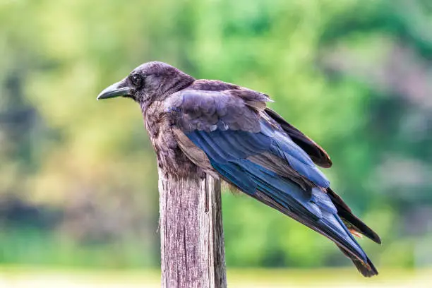 Horizontal close-up shot of a rumpled raven on a fencepost with an out of focus background.