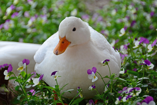 Single white call duck( domestic breed)  laying infront between wild pansy.
