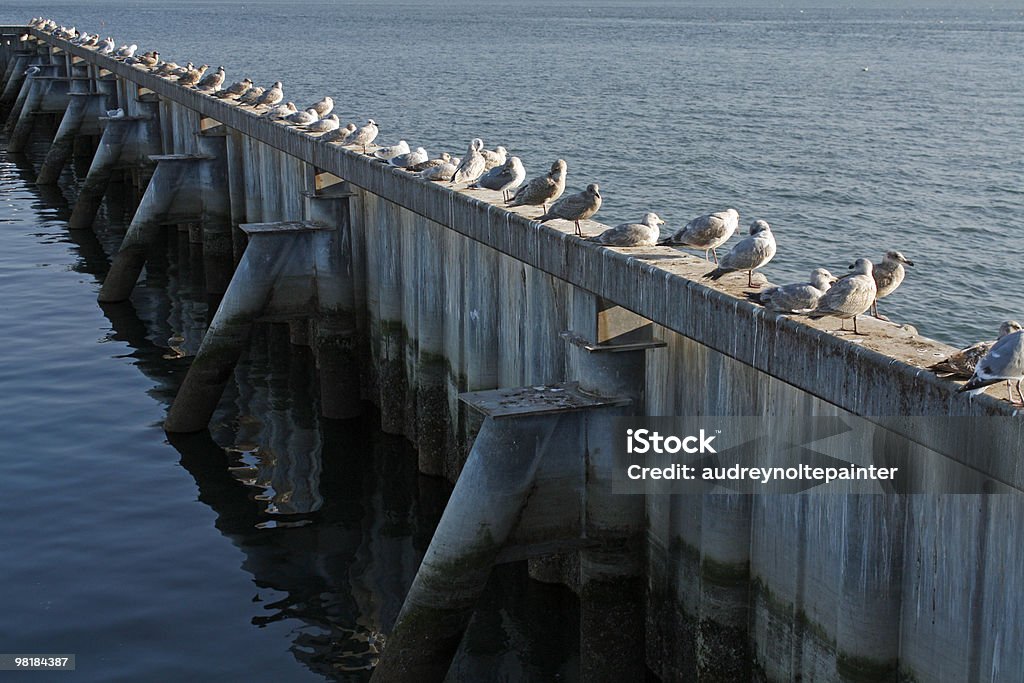 seagull birds on the dock at twilight blaine washington Bird Stock Photo