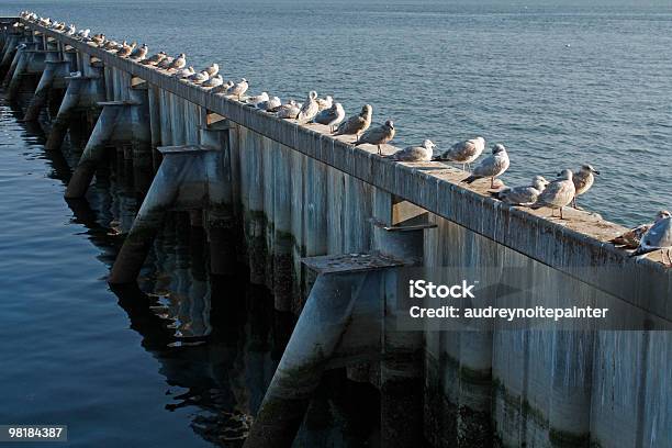 Seagull Birds On The Dock At Twilight Blaine Washington Stock Photo - Download Image Now