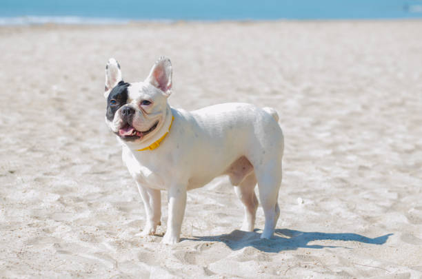 istock french bulldog stand on the sand beach 981844004