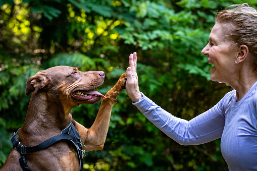 A middle aged woman and her two toned brown dog out in the woods, dog and woman playing high five and smiling