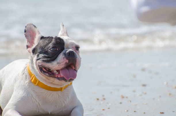 istock french bulldog stand on the sand beach 981847100