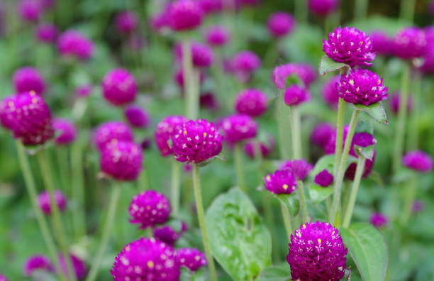 istock Chive flowers in a garden 981847118