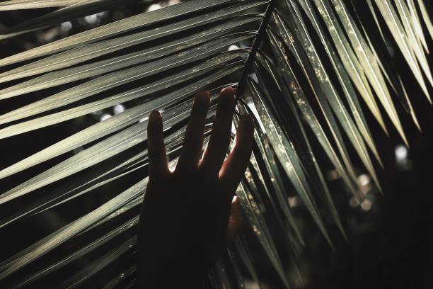 istock Close-Up Of Hand Touching Palm Leaves 981851198