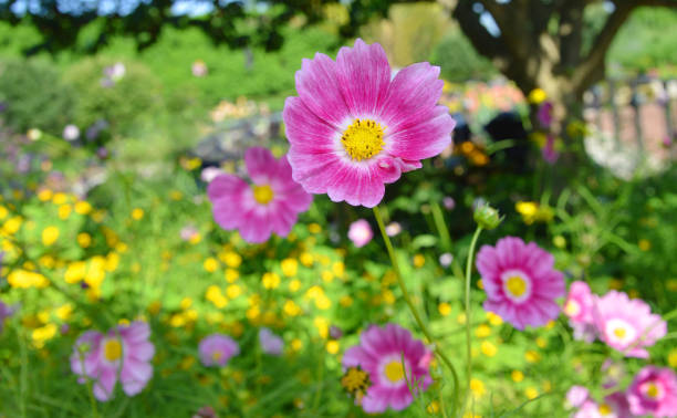 istock Daisy flower - Spring flower field close up 981851878