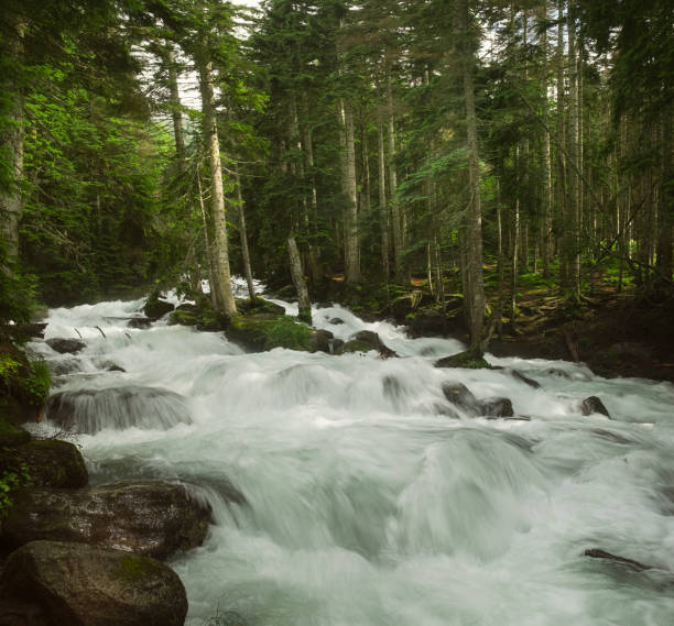 istock a swift mountain river with clear water pours on rocks and rapids 981853976