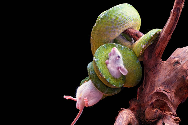 macro close up of green ball python (python regius) with spoil white mouse macro close up of green ball python (python regius) with spoil white mouse Boa stock pictures, royalty-free photos & images