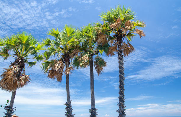 istock Palm trees against blue sky Palm tree at tropical coast vintage toned and stylized coconut tree 981862520