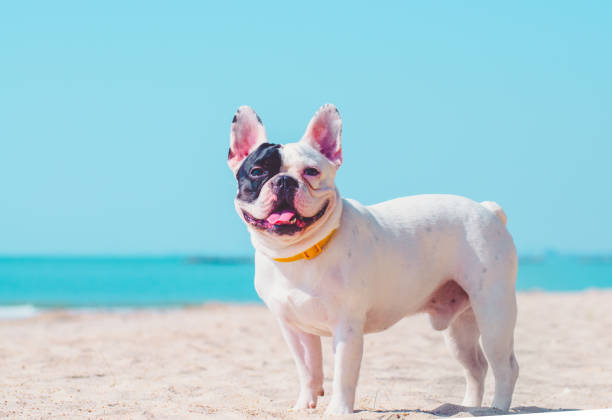 istock french bulldog stand on the sand beach 981862570