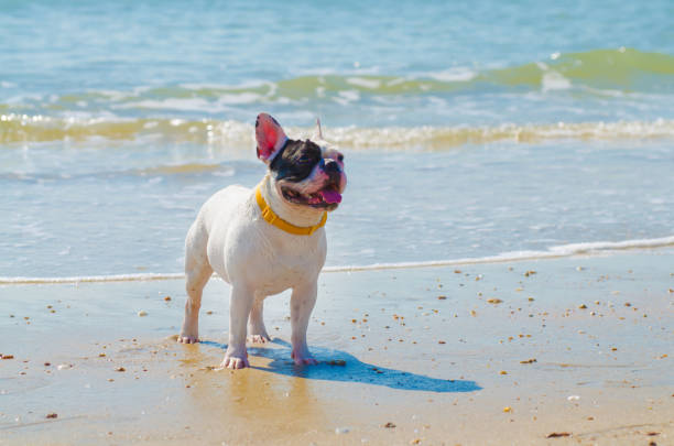 istock french bulldog stand on the sand beach 981862610