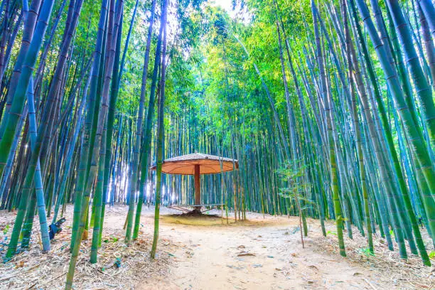 pavilion  among the bamboo forest in Damyang of  South Korea