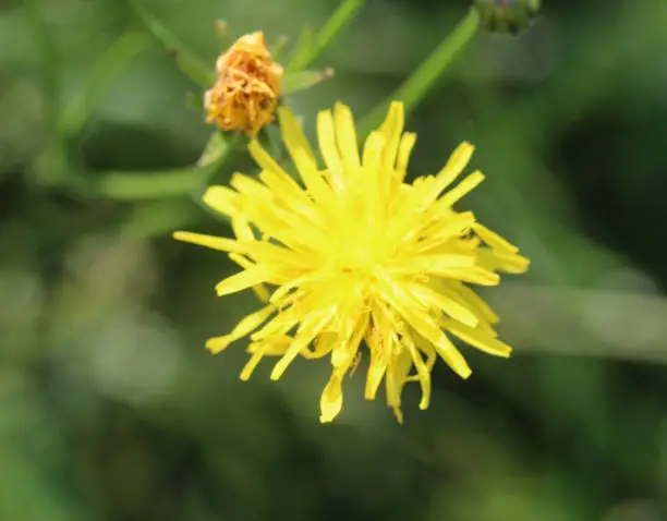 close up of Leontodon hispidus flower