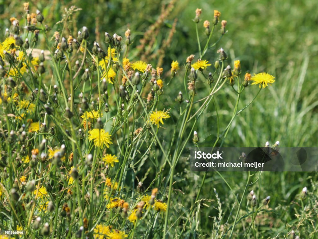 Leontodon hispidus flower, known by the common names bristly hawkbit and rough hawkbit, blooming in the summer close up of Leontodon hispidus flower Agricultural Field Stock Photo