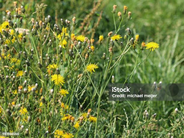 Leontodon Hispidus Flower Known By The Common Names Bristly Hawkbit And Rough Hawkbit Blooming In The Summer Stock Photo - Download Image Now