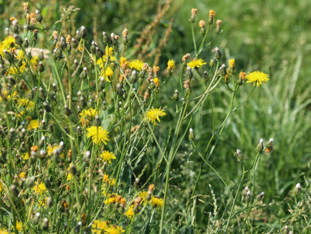 леонтодон hispidus цветок, известный под общими названиями щетинистый hawkbit и грубый hawkbit, цветущие летом - hawkbit стоковые фото и изображения