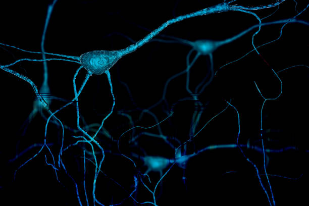 istock Brain neuron research concept Synapse and Neuron cells sending electrical chemical signals, brain plasticity, Synapse between two neurons neural synapse receptors neuron link neural network 981873096