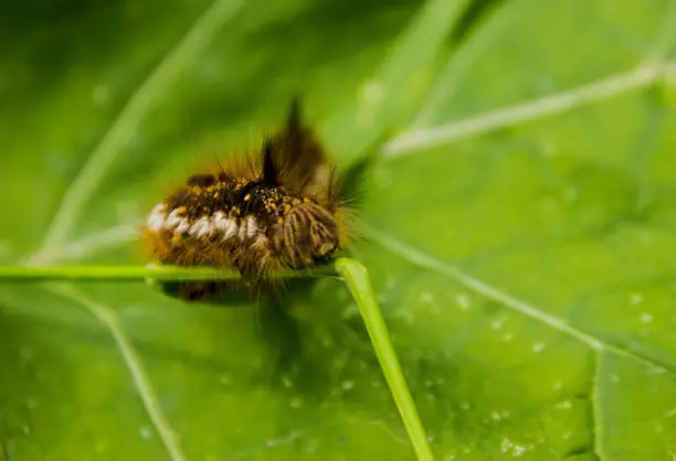 hairy caterpillar looking into the camera lens