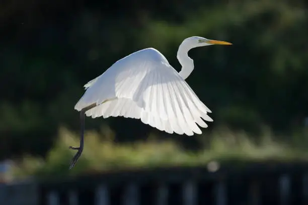 Photo of Great egret (Egretta alba)