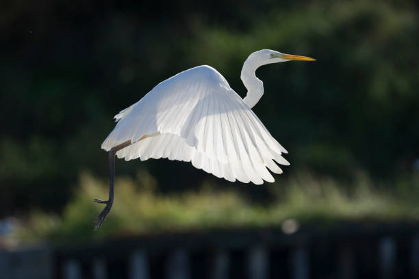 wielki egret (egretta alba) - egret zdjęcia i obrazy z banku zdjęć