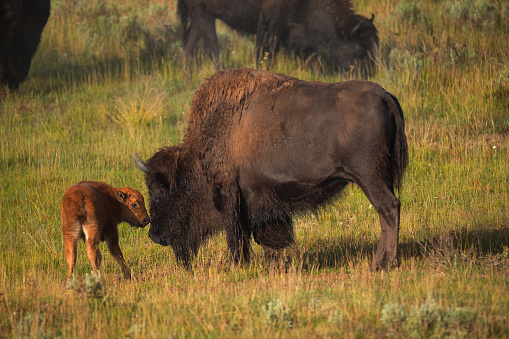 Bisons with young calfs on field in Yellowstone National Park, Wyoming, USA
