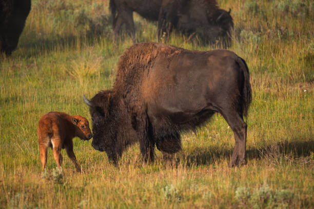 bisons with young calfs on field in yellowstone national park - montana water landscape nature imagens e fotografias de stock