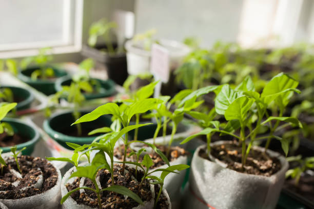 istock Pepper caspicum seedlings in peat pots 981898428