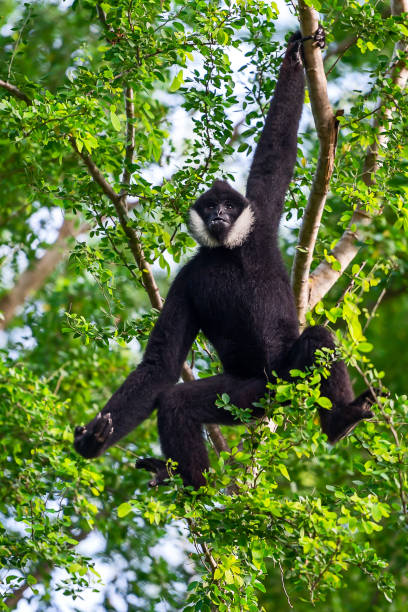 istock Black Gibbon males. 981898768