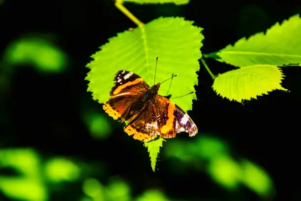 butterfly on a green leaf in the sun
