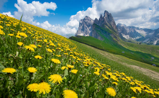 istock Alpine mountain peak in Italy Alps, Seceda Odle 981902656