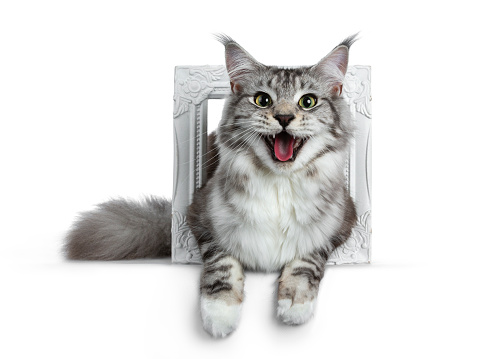 Black tabby silver young adult maine coon cat on white background