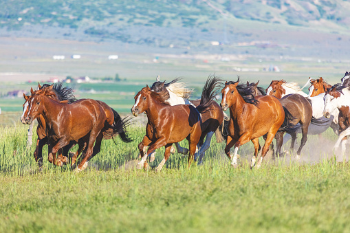 Saddle Bronc Herd Running Roundup in Utah Cowboys and Cowgirls Western Outdoors and Rodeo Stampede Roundup Riding Horses Herding Livestock iStock Photoshoot Quarter Horse Roping, Riding, Saddle Bronc, Bareback, Bull Riding, Goat Tying, Steer Roping, Team Roping, Branding, Herding, Horse  Red Angus, Black Angus and Longhorn Beef Cattle bulls cows and calves in Eastern Utah high altitude livestock herds in the Rocky Mountains (photos professionally retouched - Lightroom / Photoshop - original size 8688 x 5792 canon 5DS Full Frame Downsampled as needed for clarity)