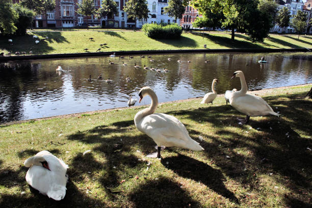 istock A view of Bruges showing the river 981916114
