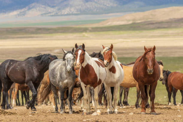 Herd of Wild Horses a herd of wild horses in the Utah desert in summer mustang wild horse photos stock pictures, royalty-free photos & images
