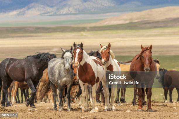 Herd Of Wild Horses Stock Photo - Download Image Now - Horse, Animals In The Wild, Utah