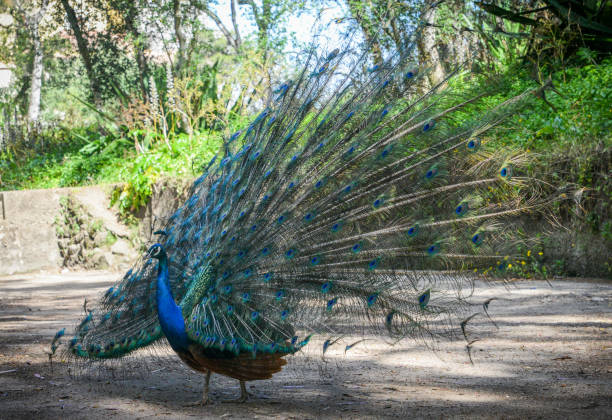 istock Male peacock with colorful tail 981930450