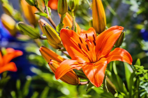 flores de primavera - late spring fotografías e imágenes de stock