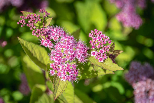 istock Spiraea blooms in the park 981938368