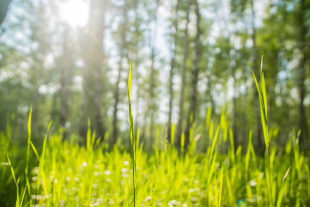istock grass in the summer forest close-up 981938670